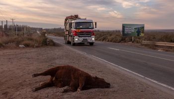 La historia detrás de la vaca muerta en Vaca Muerta y el reportaje del NYT sobre la nueva fiebre patagónica