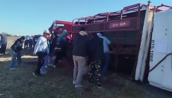 Volcó un camión con cerdos y hubo saqueos: se viralizó el video que muestra la faena en la ruta