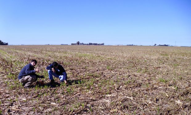 Día del Ingeniero Agrónomo y del Veterinario: por qué se celebra el 6 de agosto