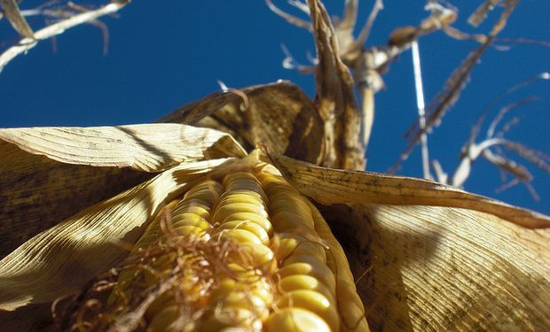 Mejora rentabilidad esperada en el agro.