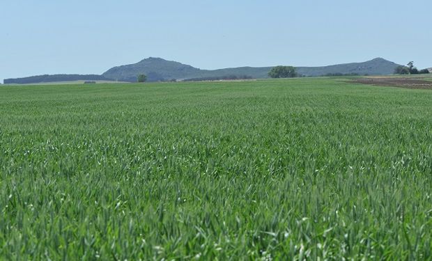 ¿Se viene el potasio? Uno de los temas clave de Fertilizar en el Congreso Aapresid 2020