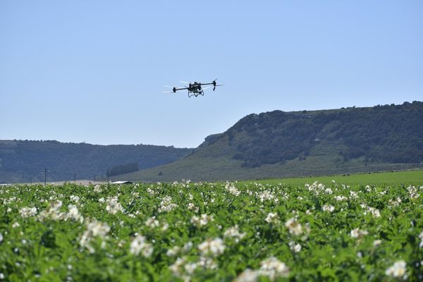 potato growers