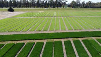 El cultivo que se volvió de "vital importancia" en una zona de Buenos Aires: la jornada en donde muestran todo el potencial y las nuevas tecnologias a campo