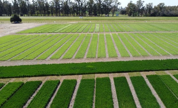 El cultivo que se volvió de "vital importancia" en una zona de Buenos Aires: la jornada en donde muestran todo el potencial y las nuevas tecnologias a campo