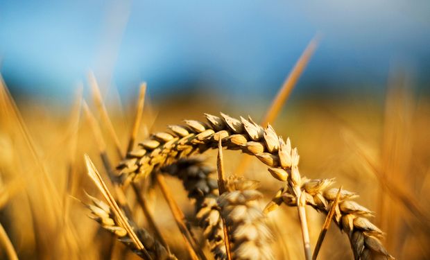 CNA debate potencial brasileiro para ampliar produção de trigo