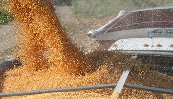 El mercado local de granos se mueve en un mar de dudas