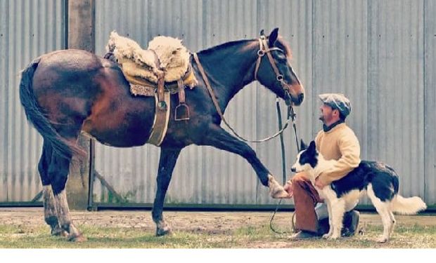 Un argentino en el campo rumano: lidera un rodeo de 1000 Angus y cuenta cómo es la vida de un profesional del agro en Europa