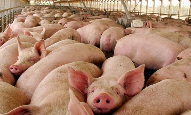 El pedido desesperado de los productores porcinos para que no aumente la carne