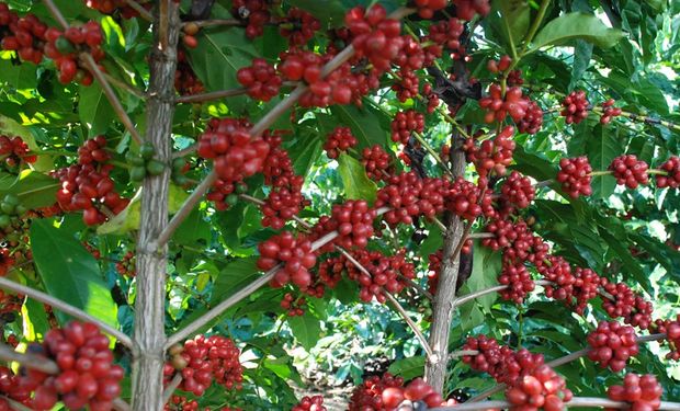 Espírito Santo é o maior produtor de café conilon do Brasil. (Foto - Divulgação)