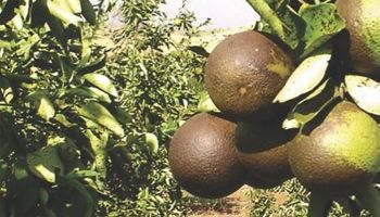Produtores de citrus devem redobrar atenção com ácaro-da-falsa-ferrugem, diz Fundecitrus