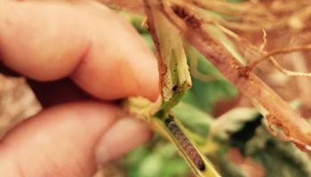 Quais são as principais pragas da soja na fase de semeadura?