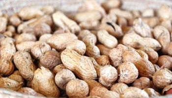 IAC aponta como reduzir presença de pragas no amendoim