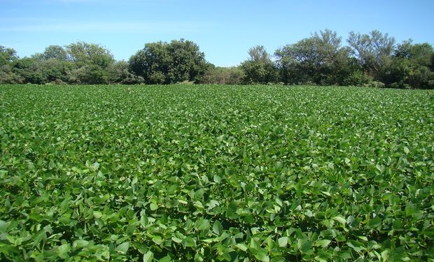 Cuánto vale una hectárea de campo con la soja y el maíz en precios históricos