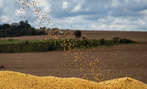 Los números del campo no cierran: cuánto cayó el precio de soja, trigo y maíz y qué oportunidad de exportación aparece