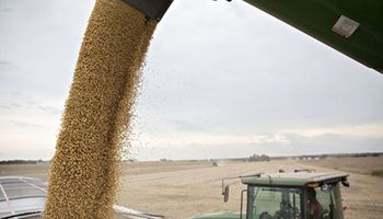 La harina de soja en China tuvo la mayor caída diaria en 10 años
