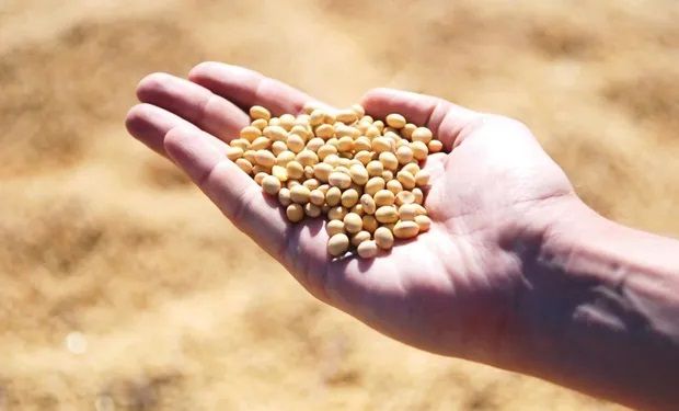Dólar soja: se vendieron casi 8 millones de toneladas de grano y el Gobierno se acerca al objetivo de los US$ 5000 millones