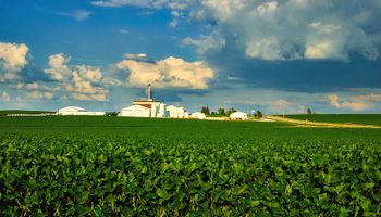 El precio de la soja retrocedió por lluvias inesperadas en el Midwest