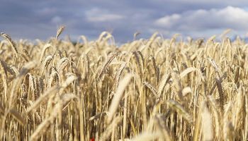Se disparó el precio del trigo: subió hasta US$ 22 y contagió a los granos gruesos