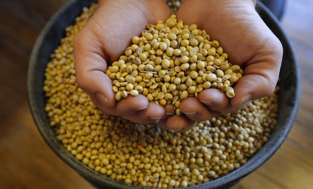 La harina de soja cambió de tendencia frente a una posible restricción de la oferta en Argentina, principal exportador mundial del producto.