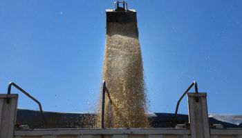 Volvió a subir el precio de la soja en el mercado de Chicago