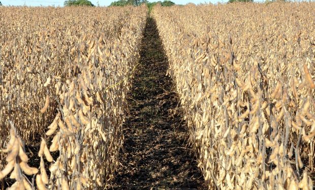 El cultivo también fue afectado por "déficit hídrico" en parte del territorio.