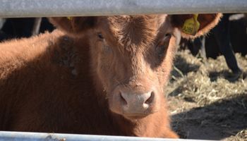 Precios del ganado: perspectivas estimulantes