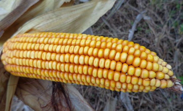 Precio del maíz, ¿conviene vender o esperar?