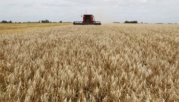 El trigo nuevo en el mercado local perdió más de US$ 15 en tres semanas