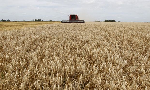 El trigo nuevo en el mercado local perdió más de US$ 15 en tres semanas