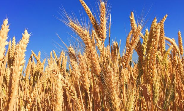 El trigo, a contramano de lo sucedido con los granos gruesos y el desplome del petróleo