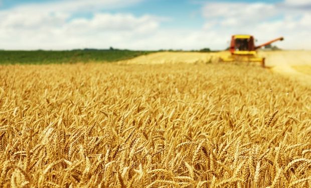 El precio del trigo tocó un mínimo de un mes y medio: los factores en juego