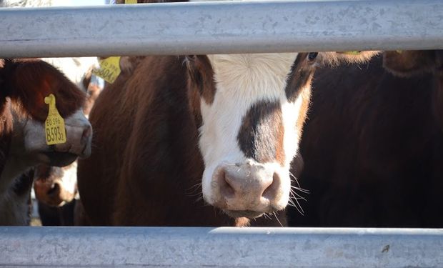 Para Milano, en el primer semestre habrá una dura pelea entre los feedloteros y los criadores.