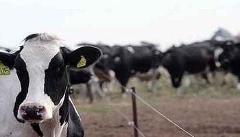 Aseguran que industrias no bajarán el precio de la leche