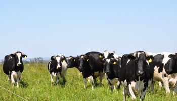 Precio de la leche en moneda maíz duplicó al de Uruguay 