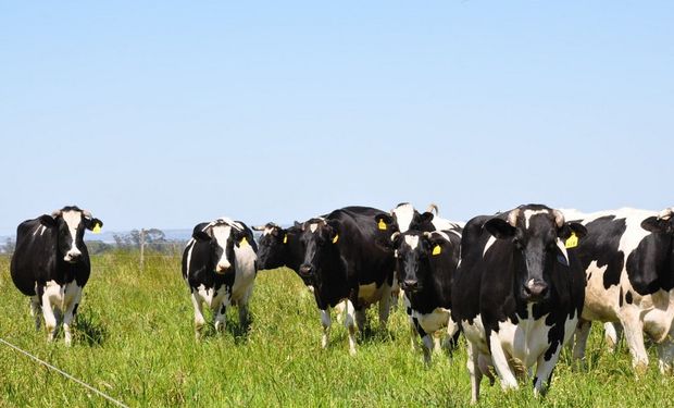 El precio promedio ponderado de la leche cobrado por tamberos de Santa Fe fue en enero pasado en 3,16 $/litro.