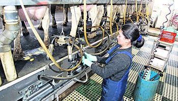Tamberos uruguayos cobran un 8% más que sus pares argentinos