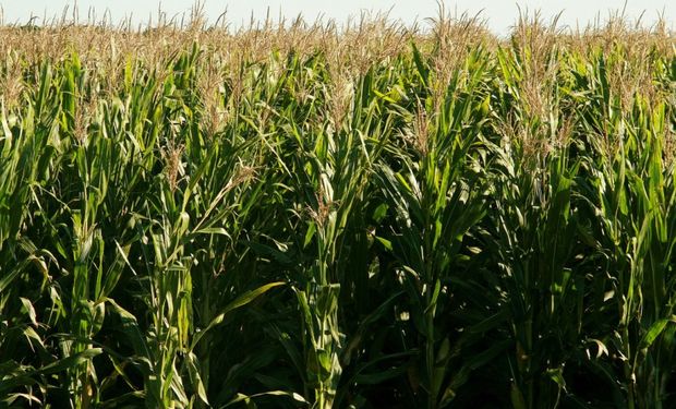 En Rosario aparecieron los primeros precios del maíz 2020/21: cuánto ofrecieron