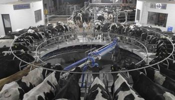 Proyectan un leve repunte en la cotización mundial de los lácteos