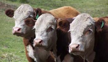 Precios Mercosur: la Argentina supera a Estados Unidos
