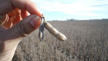 Cuánto cobra un productor de soja en Uruguay, Brasil, Paraguay y Estados Unidos vs el argentino