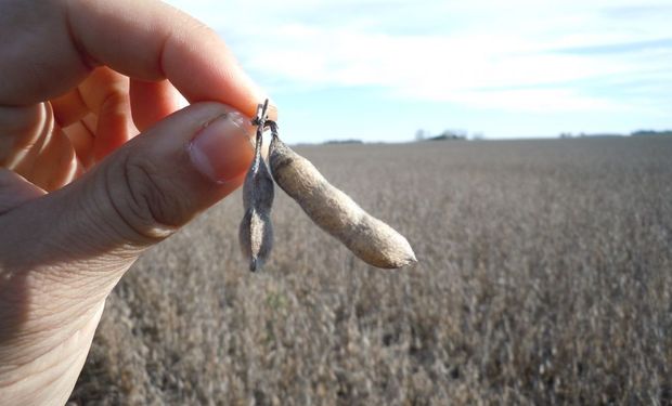 Cuánto cobra un productor de soja en Uruguay, Brasil, Paraguay y Estados Unidos vs el argentino