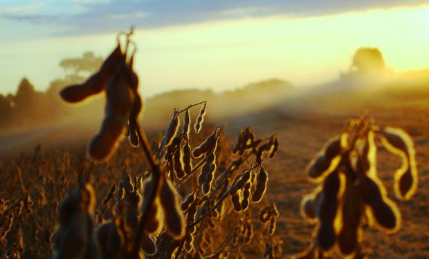 En lo que va de 2015 el precio de referencia de la soja disponible con entrega en Rosario descendió un 16%.