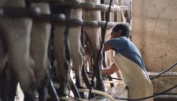 Precios a los tamberos cayeron casi al nivel de hace dos años