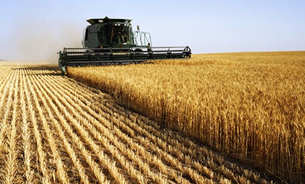 Nuevas bajas para el trigo por el avance de la cosecha en el hemisferio norte