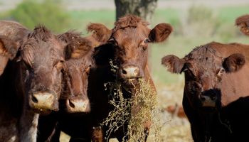 ¿Cambio de tendencia? Importantes subas para el precio de las vacas y los terneros