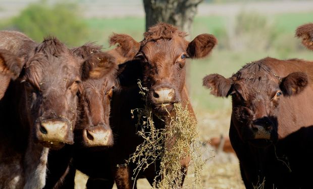 ¿Cambio de tendencia? Importantes subas para el precio de las vacas y los terneros