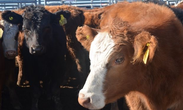 Los precios del remate de más de 20 mil cabezas que se hizo en Expoagro 2022