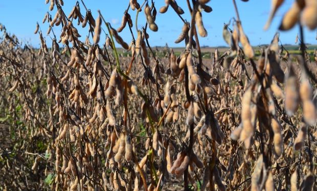 El precio de la oleaginosa viene cayendo desde fines de mayo como consecuencia de la guerra comercial.