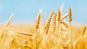 Agricultura espera que mejoren los precios del trigo esta semana