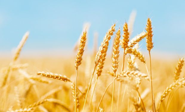 Muchos trigueros de Buenos Aires están buscando otras alternativas de financiamiento para no vender el cereal a los valores actuales, que combinado con los altos costos, hacen de la actividad un negocio inviable.